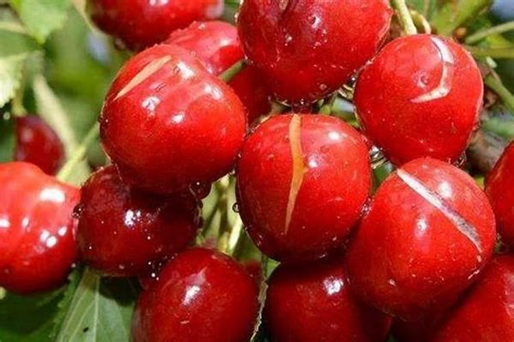 如何防止樱桃裂果？