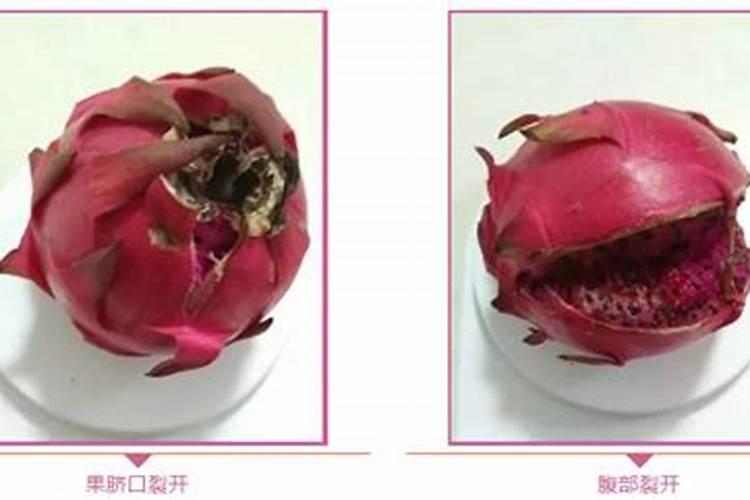 火龙果出现开裂问题究竟是怎么回事