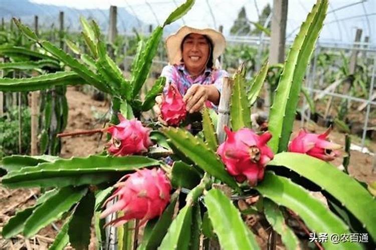 火龙果落花的原因？