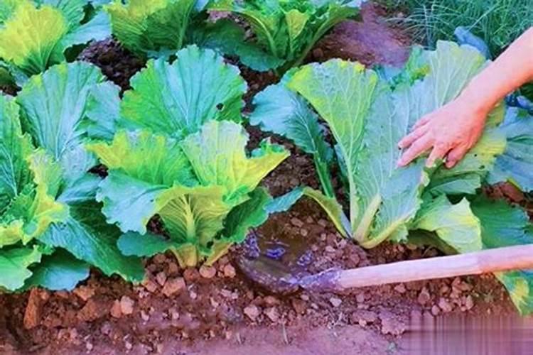 用什么肥种菜好吃