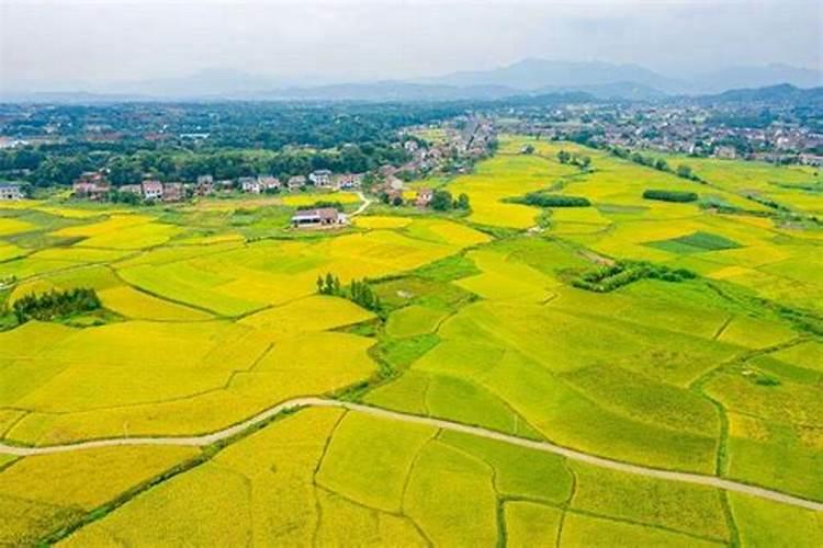 永久基本农田可以种什么