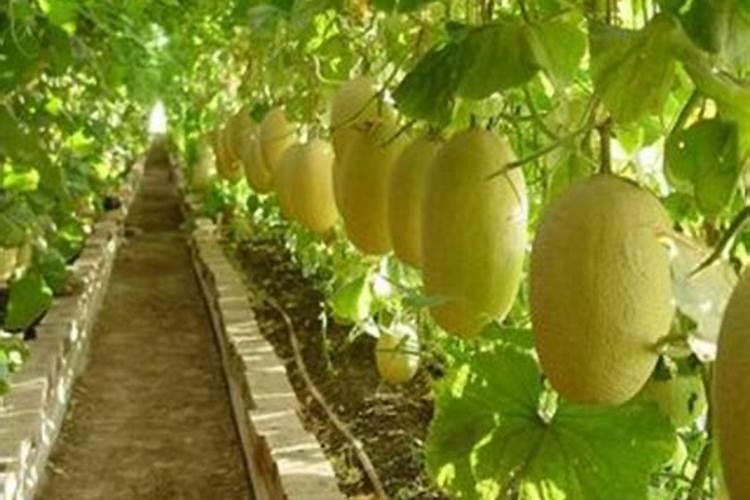 哈密瓜什么时候施肥 哈密瓜最合适的施肥时间