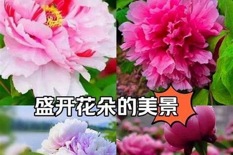 如何养好牡丹？