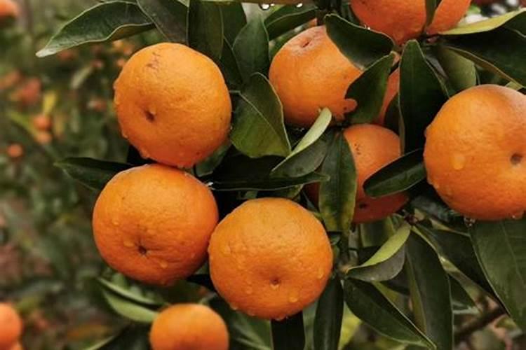 柑橘增甜最佳方法