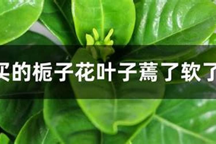 新买的盆栽无花果叶子蔫了怎么办新买的？