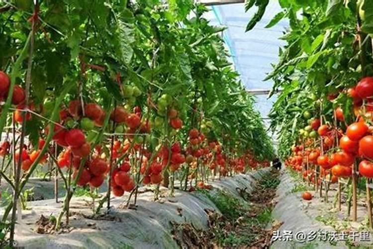 西红柿施肥的正确方法