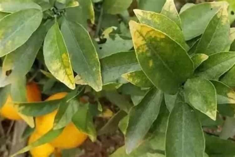 养绿植需要什么肥料,叶片发黄是缺什么肥料