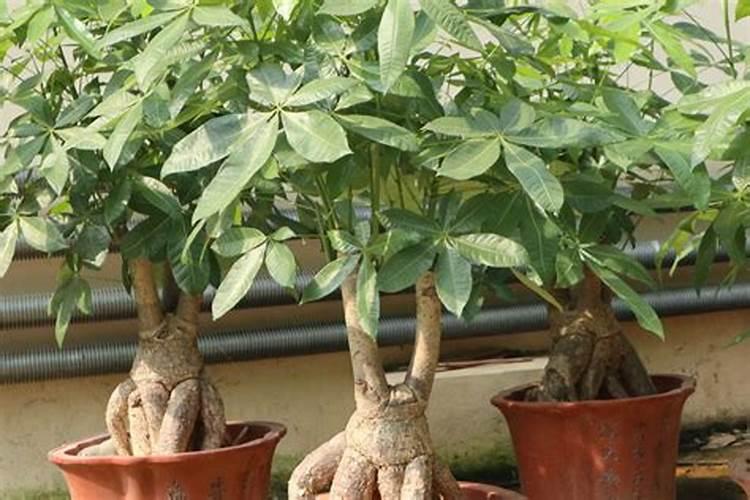 发财树肥料的正确方法(发财树肥料使用指南,正确方法让绿植更茂盛)