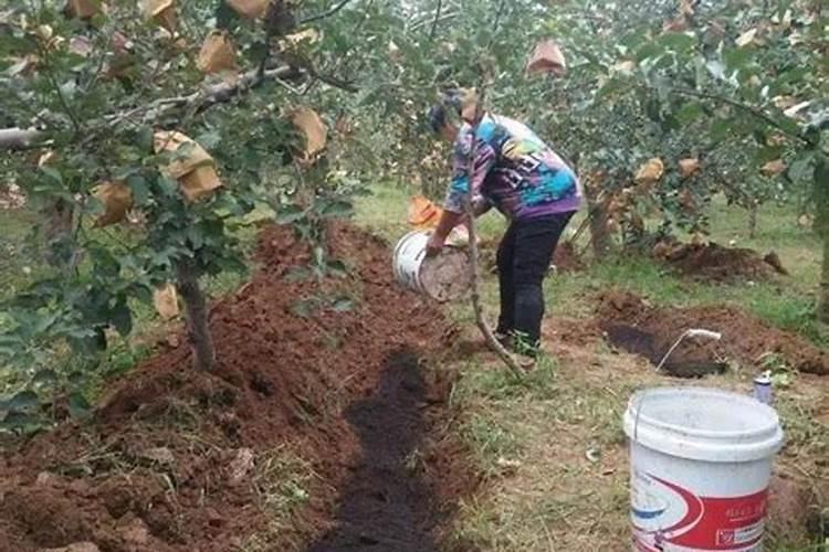 果树硼肥啥时施最佳