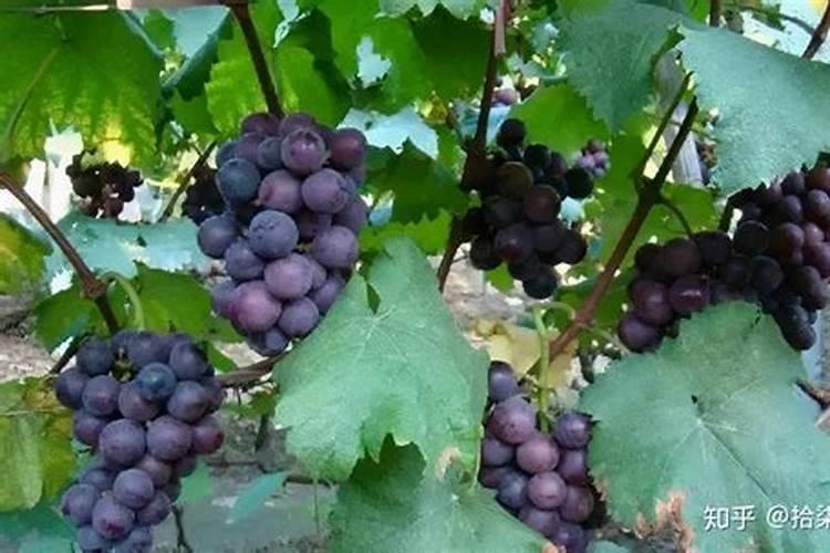 春季葡萄正确浇水和施肥方法