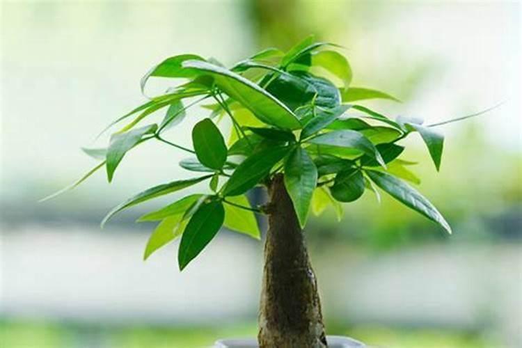 发财树用什么肥料最好