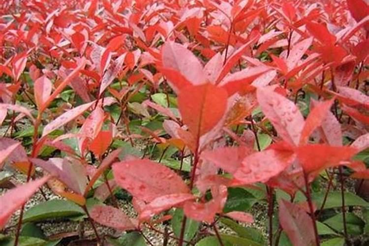 红叶石楠的快速育苗方法