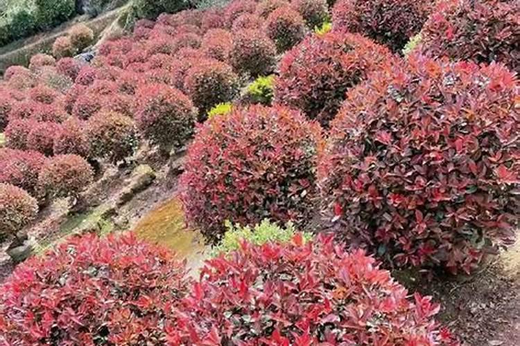 红叶石楠球t该怎样种植成活率高？