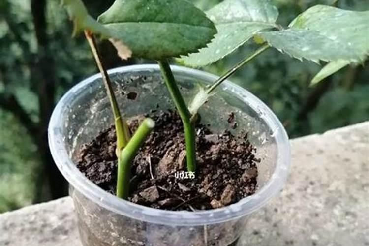 月季水苔扦插的方法