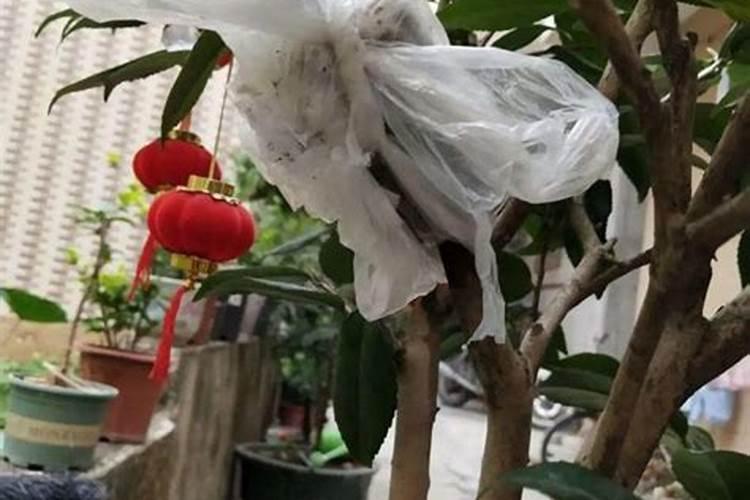 大粗杆子扦插泥巴一裹就生根秒变老桩大户