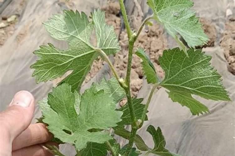 第一年葡萄小苗怎样施肥