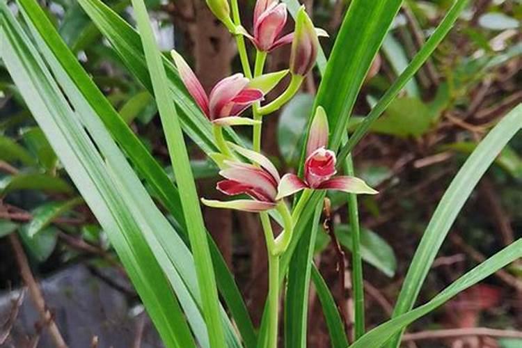 兰花喷什么叶面肥最好(兰花叶面肥喷施注意事项)