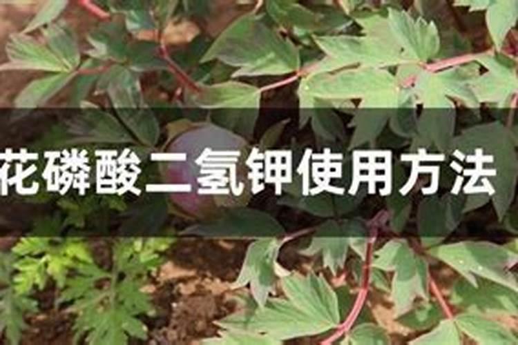 牡丹花怎样使用磷酸二氢钾