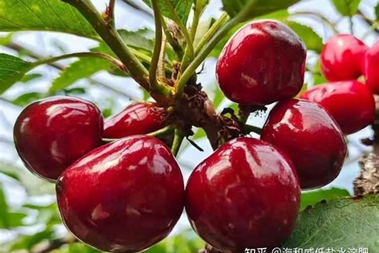 水溶肥什么牌子靠谱？