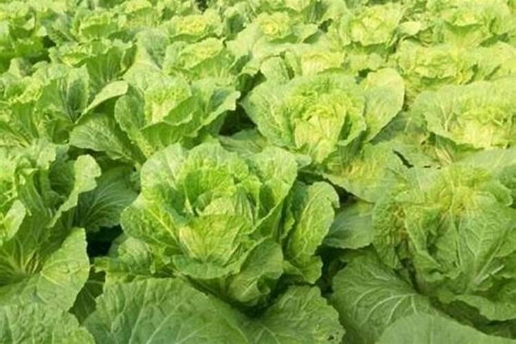 大白菜打磷酸二氢钾好吗？