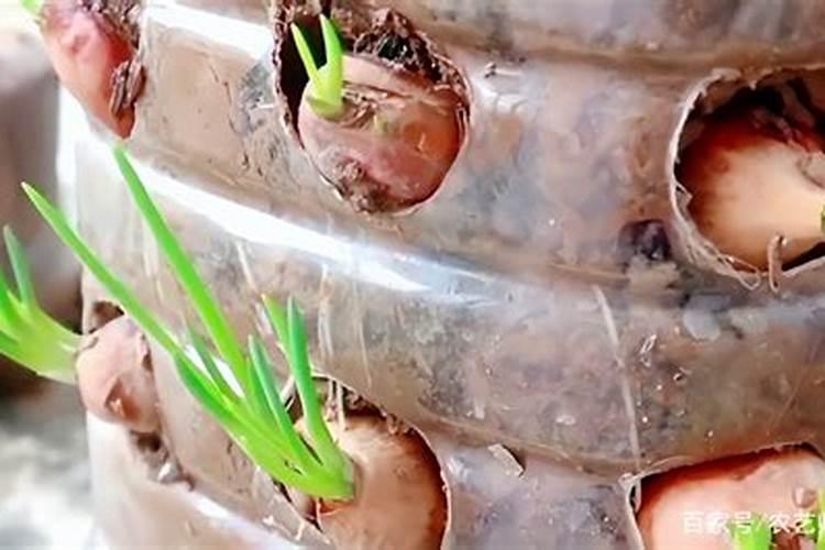 葱的繁殖方法,3种方法繁殖出吃不完的葱