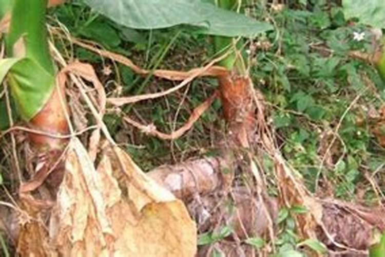 芋头中期施什么化肥