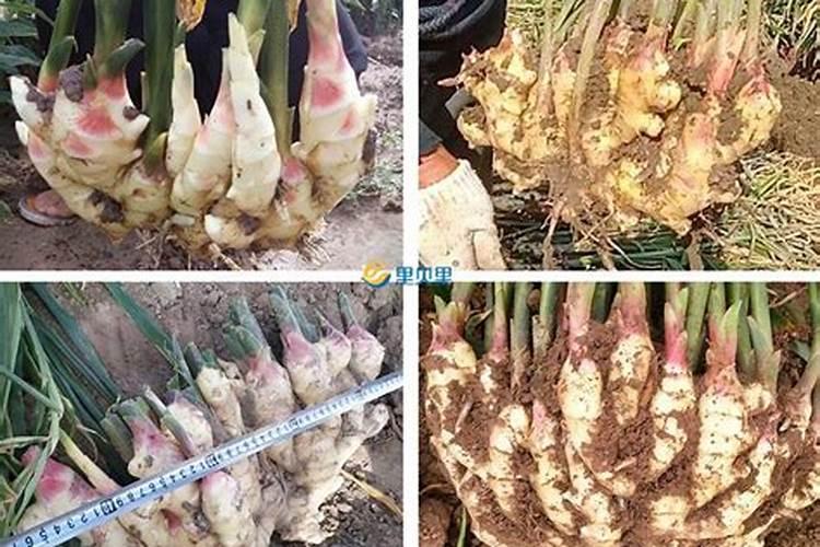 大姜高产全程施肥方法