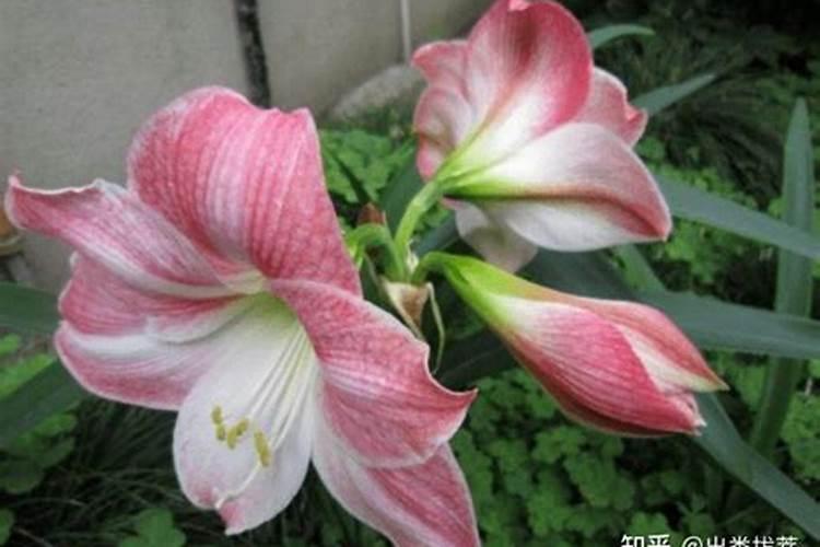 我家的对红花养了三年了,但没开过花。