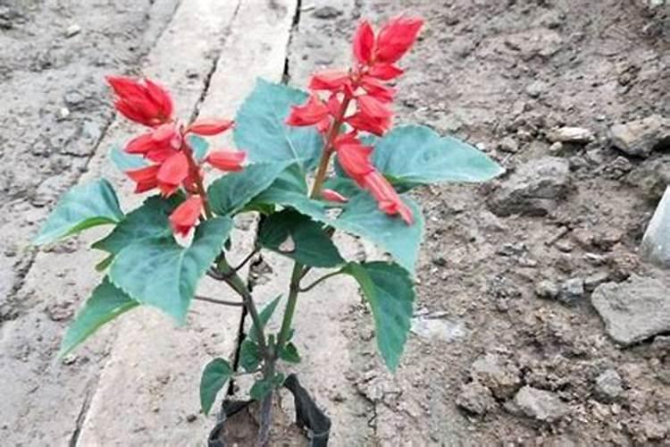 对红的养殖方法和注意事项 教你养出艳丽的大红花