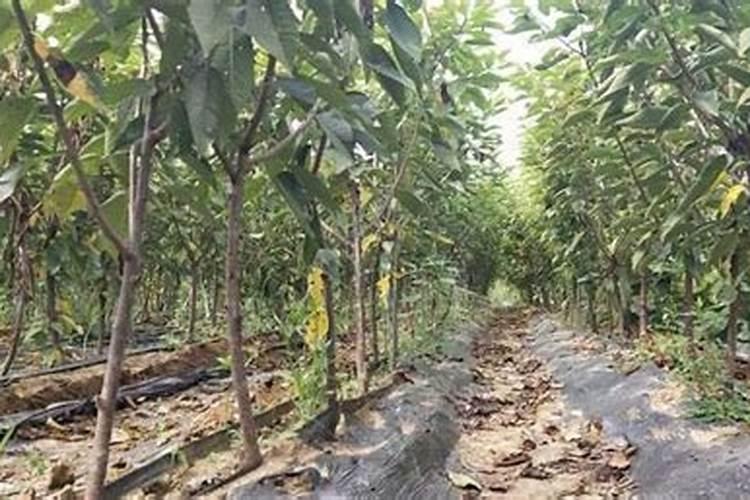 大地樱桃什么时候喂中钾肥？