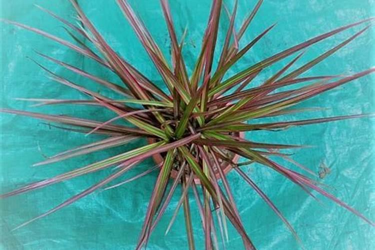 七彩铁叶尖干枯怎么办