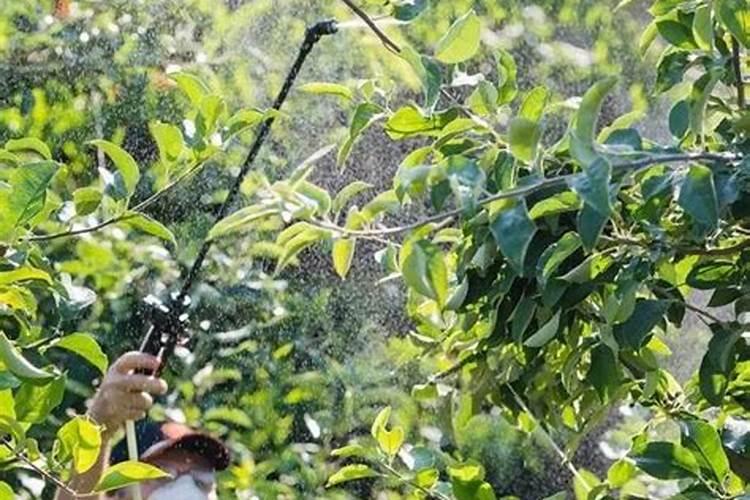 徽量十中量元素水容肥能叶面喷施无花果树吗？