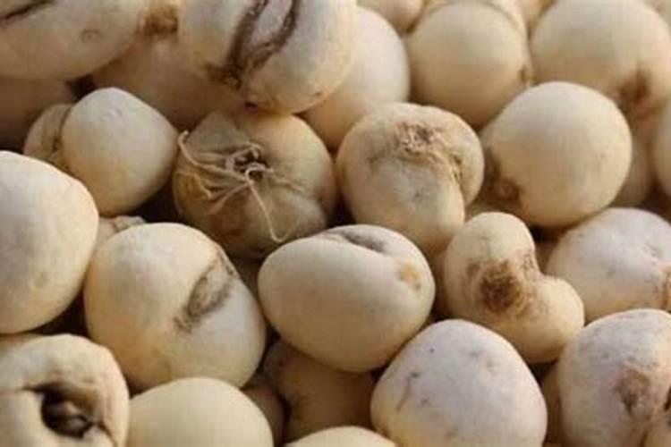 川贝母能使用化肥吗？