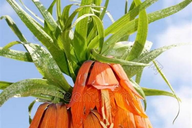 帝王贝母帝王贝母的养殖方法/帝王贝母的养护知识