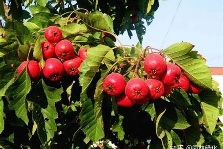 山楂树怎么种植