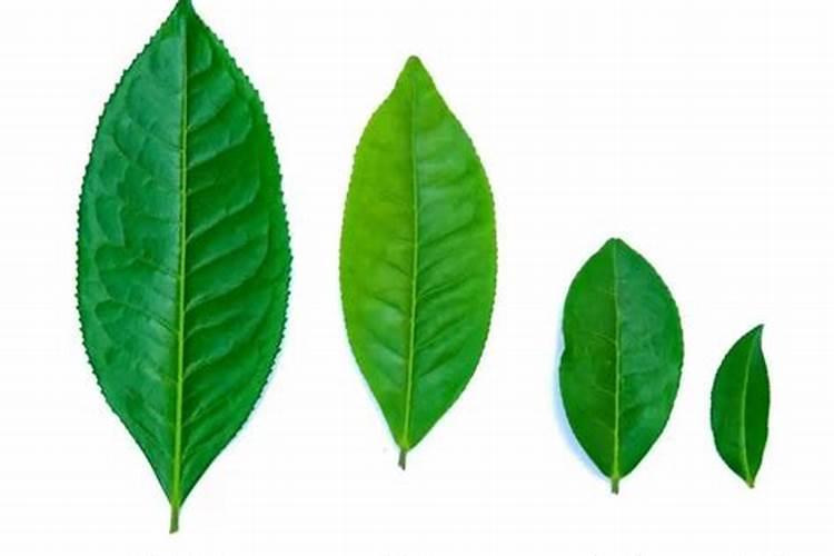 山楂有大叶和小叶之分吗？