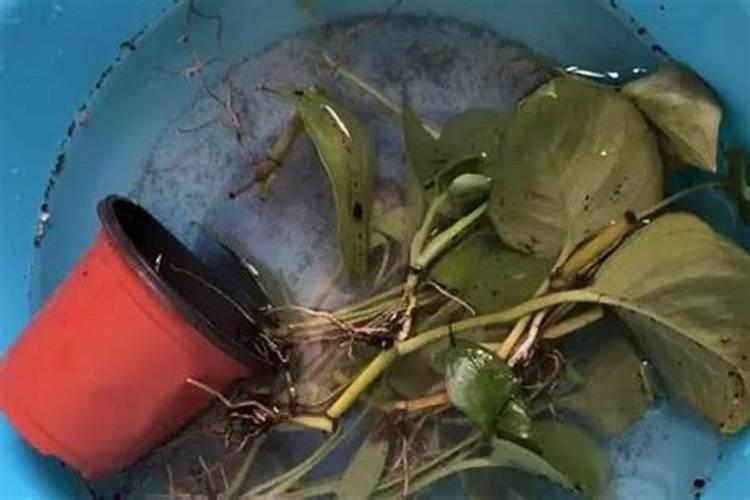 浸泡化肥可以用热水吗