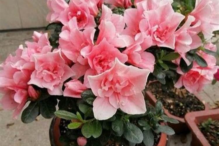 新买了一盆杜鹃花该如何种植