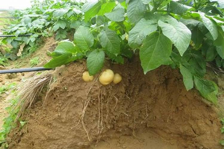 土豆刚出土如何管理施肥？
