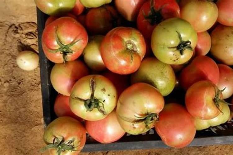 有什么好办法让大棚里的西红柿减少裂果？