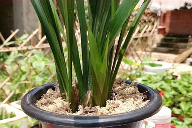 兰花叶面肥可以喷到花苞吗？