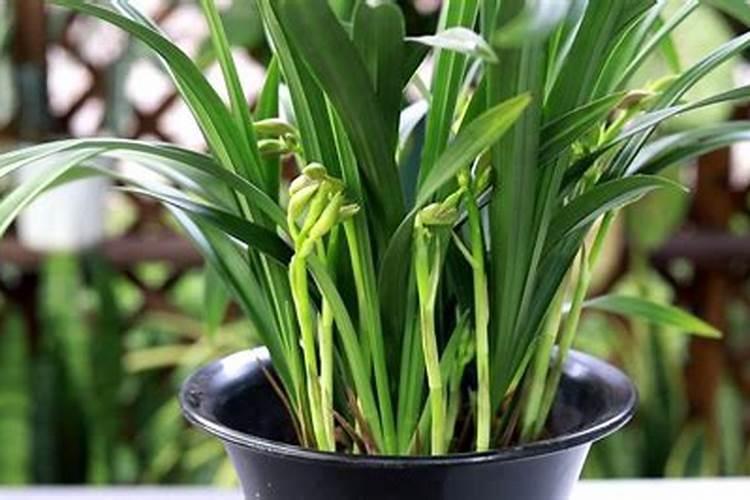 兰花长花苞了可以施磷酸二氢钾吗