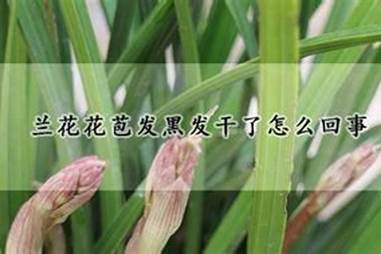 兰花花苞发黑发干了怎么回事
