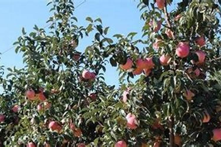 苹果树清园要打什么药