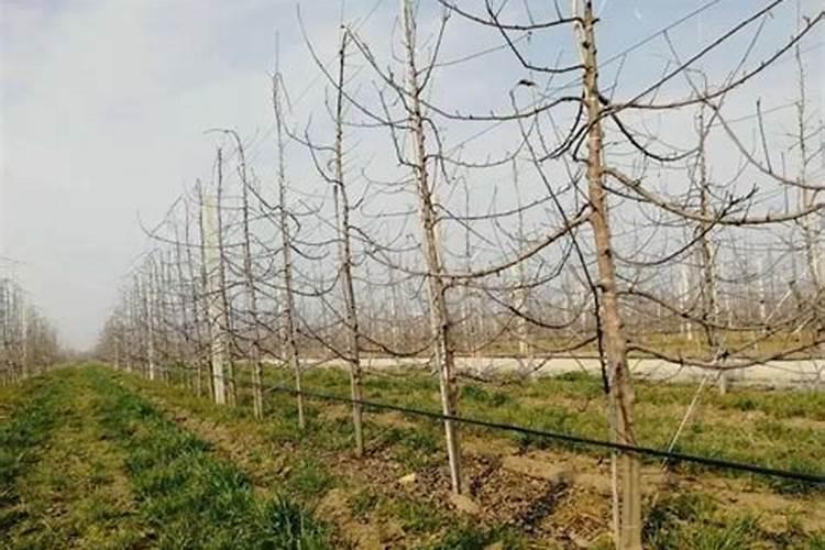 苹果树清园的最佳时间点