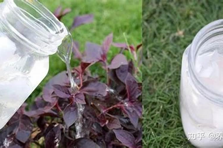 最易植物吸收的钙肥是多少毫升？