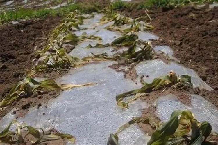 水稻肥料烧叶子怎么办