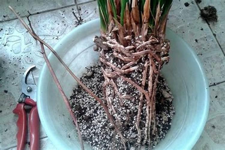 施肥过多烧苗怎么处理