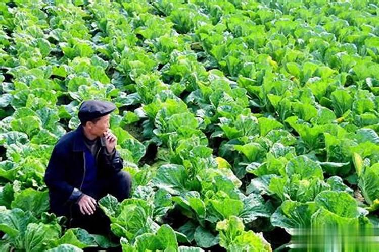 白菜烂心该怎么办？