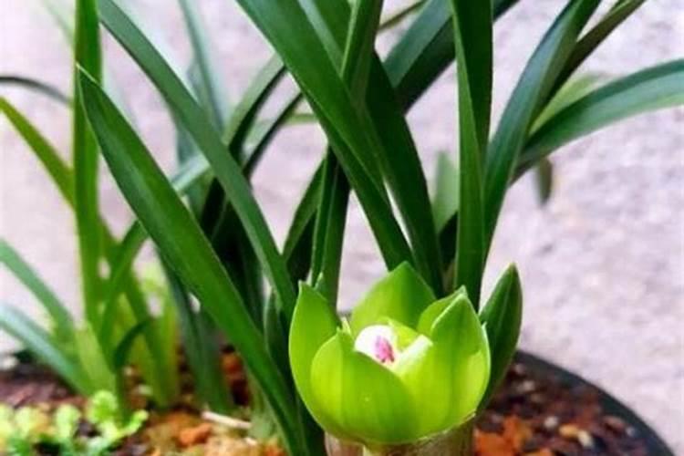 兰花施氮肥什么季节好一点？